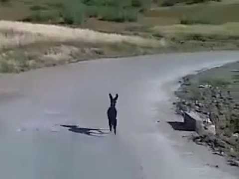 شاهد جحش يعترض حافلة لنقل الركاب في المغرب