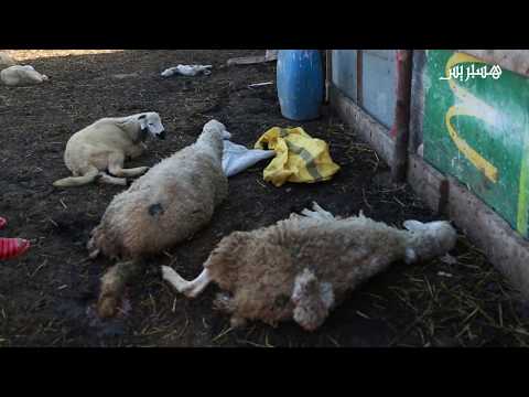 شاهد مقتل 45 رأسا من الماشية في المنصورية نواحي البيضاء