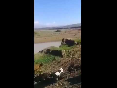 شاهدلحظة وقوع حادث تاونات وقفز الطيار من الميراج