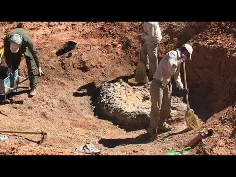 شاهد اكتشاف مقبرة ديناصورات تعود إلى 220 مليون سنة في الأرجنتين