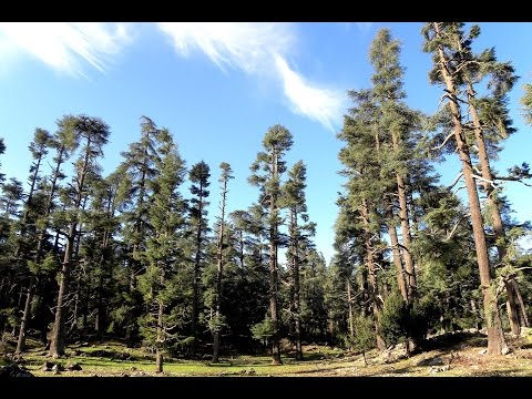 بالفيديو  مدارات لاستكشاف غابات الأرز في خنيفرة