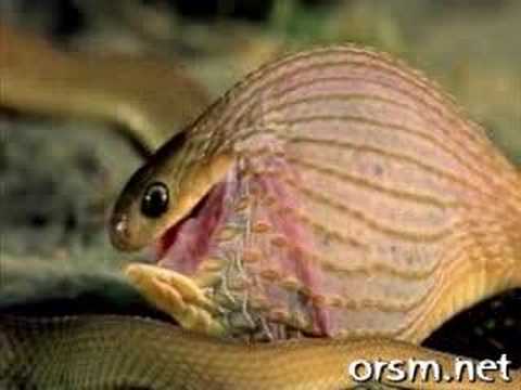 فيديو أفعى تلتهم بيضة كبيرة الحجم وتقشرها داخل معدتها