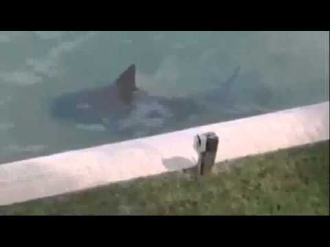 فيديو اكتشاف سمكة قرش داخل حمام سباحة