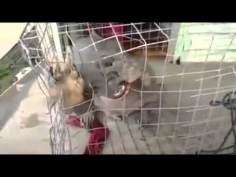 شاهد العثور على وحش غريب في بحيرة في الصين