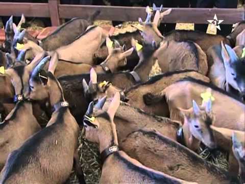 شاهد ولي العهد يفتتح المعرض الدولي للزراعة