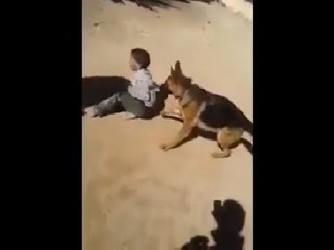 بالفيديو كلب يروع طفلًا فى الجزائر بحجة اللعب معه