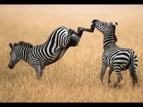 بالفيديو الحياة البرية في كالاهاري