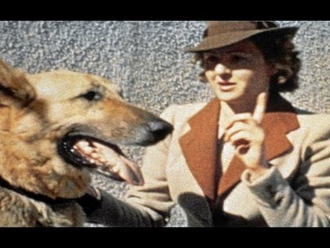 فيديو هتلر ينتحر بعد 40 ساعة من زفافه