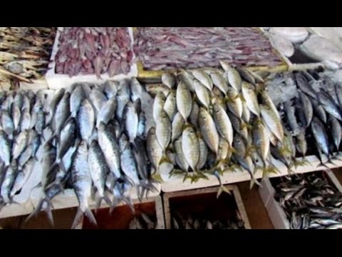 بالفيديو أسماك مستوردة تحتوي على جرثومة خطيرة