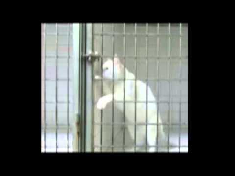 بالفيديو قط ذكي يهرب من قفصه بطريقة مدهشة للغاية