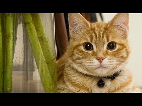 شاهد القطط الأكثر شرًا وغوغائية في العالم