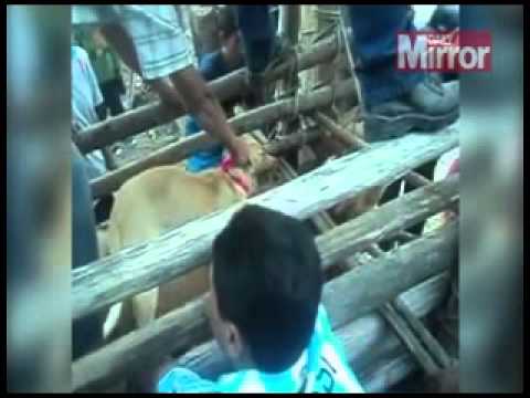 بالفيديو كلب يصارع الثيران يثير غضب الإنترنت