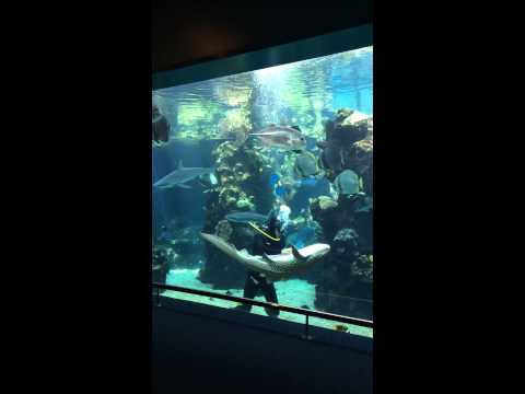 شاهد انسجام وتناغم بين غواص وسمكة