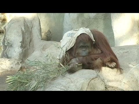 بالفيديو جلسة استماع بشأن تسريح إنسان الغابة