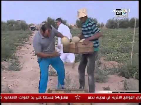 بالفيديو البطيخ ومشكلة شحّ المياه