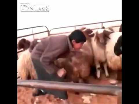 شاهد أقوى تحدٍ في النطح بين خروف وطفل