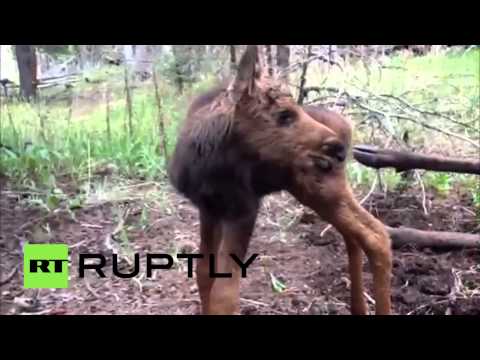 بالفيديو عمال غابات مونتانا يمارسون القتل الرحيم مع عجل يتيم