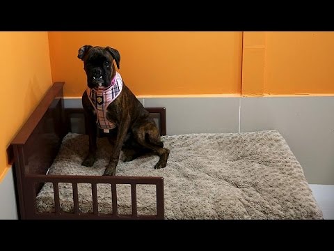 بالفيديو أكبر حديقة مغلقة للكلاب في العالم