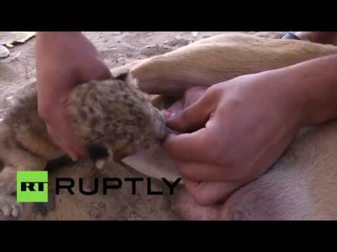 شبل جميل ترعاه أنثى كلب