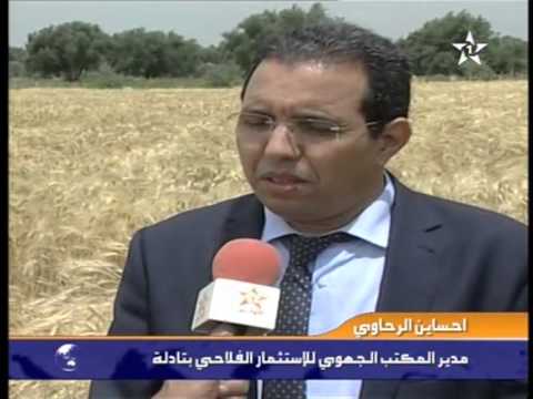 بالفيديو استمرار عملية الحصاد في المغرب