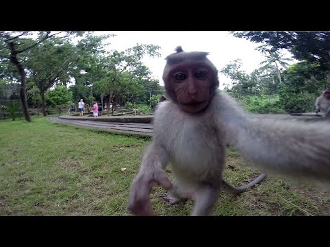 بالفيديو قرد يلتقط صورة سيلفي مع عائلته