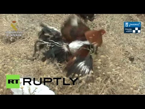 شاهد الشرطة الإسبانية تحطم حلبة لمصارعة الديوك