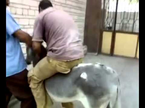 شاهد حمار يتجول داخل مستشفى المنصورة العام