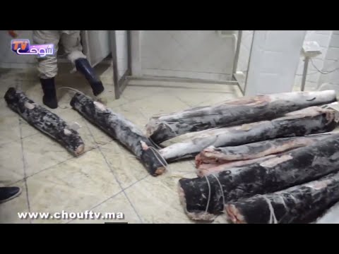 حجز 15 طنًا من الأسماك الفاسدة في البيضاء