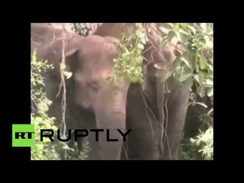 شاهد فيل هائج يصيب طفلين ويقتل عجوزا في الهند