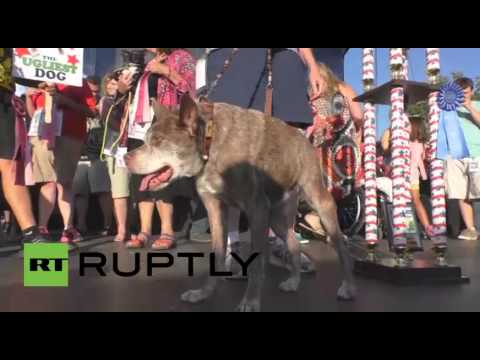 شاهد quasi modo أبشع كلب في العالم