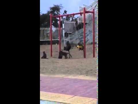 القرود تغزو متنزهًا للأطفال بالسعودية