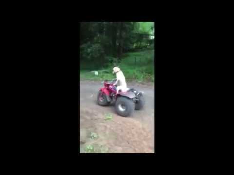 شاهدك كلب يقود دراجة نارية بمفرده