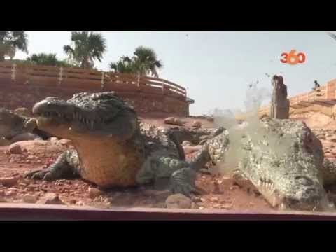 بالفيديو تعرف على حديقة التماسيح في أغادير