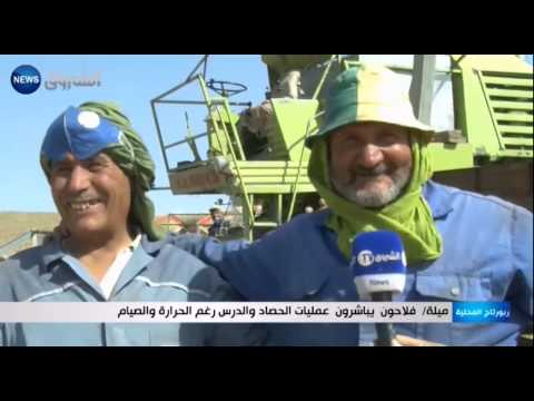 شاهد فلاحون يباشرون عمليات الحصاد والدرس رغم الحرارة