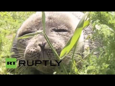 شاهد صياد يعيد صغير الفقمة إلى وسطه الطبيعي