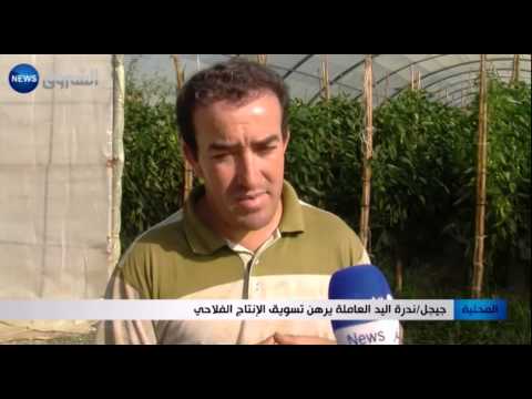 شاهد تسويق الإنتاج الفلاحي يتأثر سلبًا بندرة اليد العاملة في جيجل