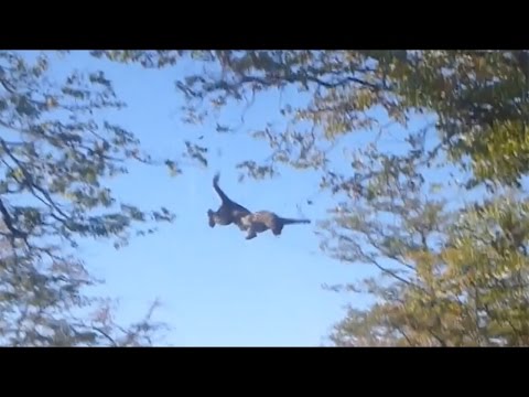 شاهد أنثى فهد تصطاد سنجابًا في الهواء