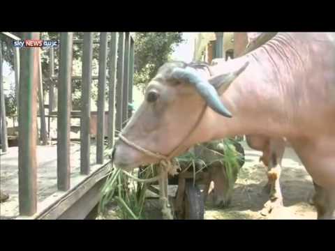 بالفيديو للمواشي بصمات خاصة على أنوفهم