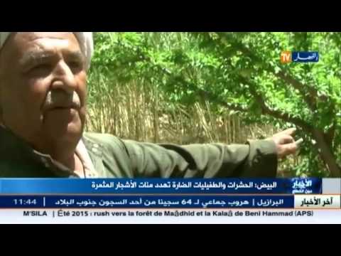 شاهد الحشرات تهدد مئات الأشجار المثمرة