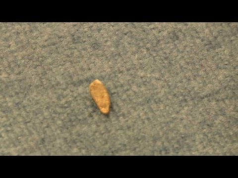 العثور على سن بشرية تعود إلى أكثر من نصف مليون عام