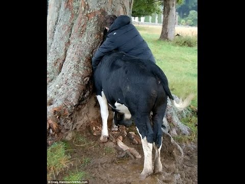 شاهد إنقاذ ثور علق رأسه داخل شجرة