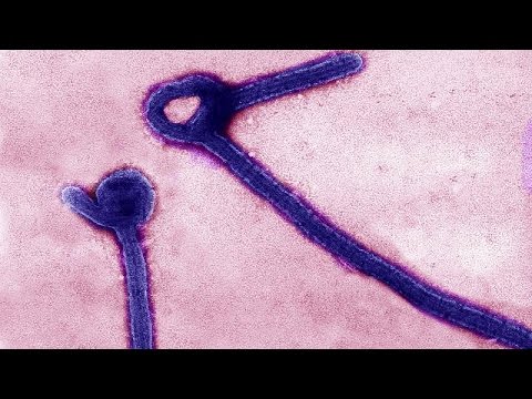 شاهدتطعيم ضد الايبولا أظهر فعاليته التامة في غينيا