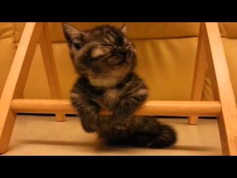 بالفيديو قطة صغيرة تقاوم شعور النوم