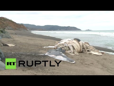 شاهد انتحار حوت على شاطئ كاليفورنيا يحير العلماء