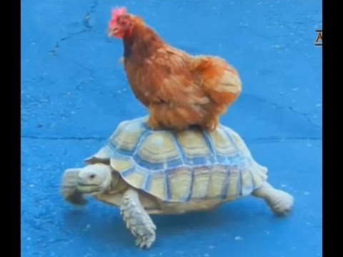 شاهد مسابقة بين أطرف الحيوانات