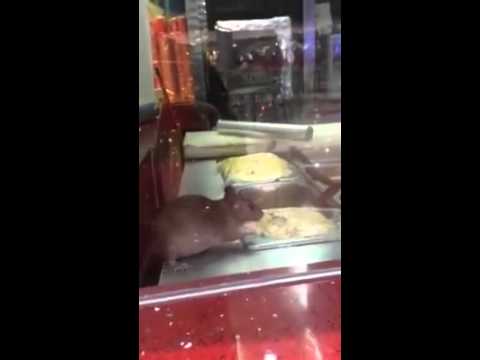 شاهد حقيقة الفأر الذي شارك طعام البني آدمين
