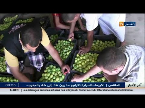 شاهد انطلاق عملية جني التين في ولاية باتنة