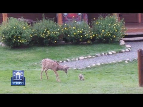 شاهد فيلم بامبي الكرتوني يتكرر في الطبيعةشاهد فيلم بامبي الكرتوني يتكرر في الطبيعة