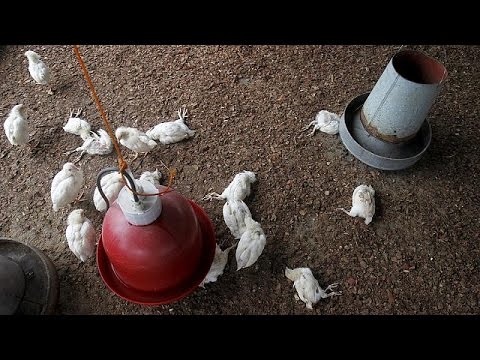 شاهد انتشار إنفلونزا الطيور في كوت ديفوار