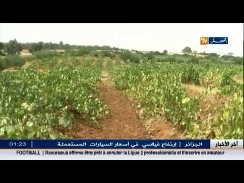 شاهد العنب وفرة ونوعية في غليزان رغم مشاكل الزراعة